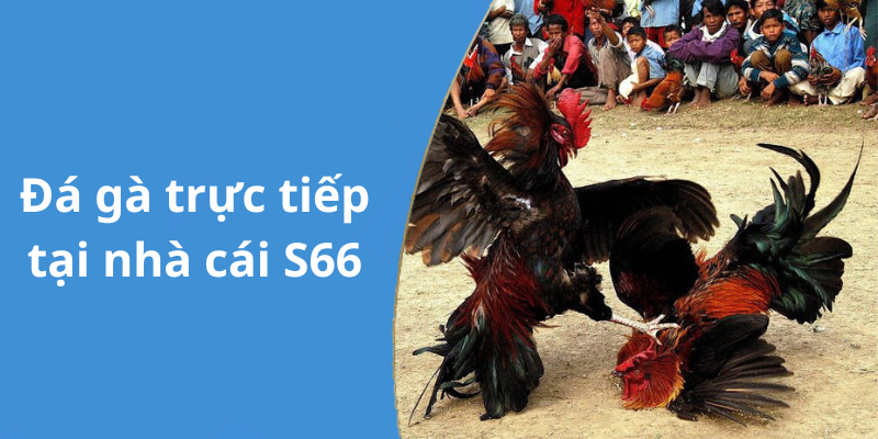 Đá gà trực tiếp tại nhà cái S66