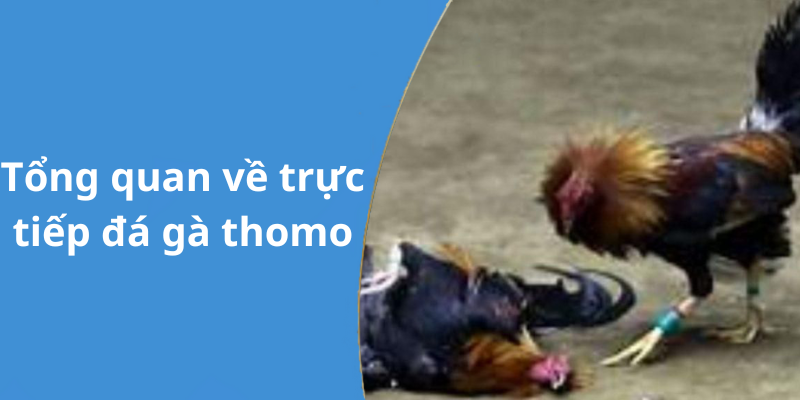 Tổng quan về trực tiếp đá gà thomo