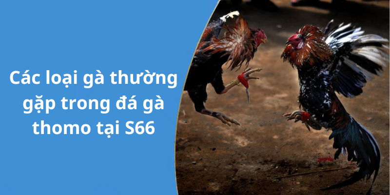 Các loại gà thường gặp trong đá gà thomo tại S66