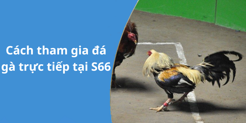 Cách tham gia đá gà trực tiếp tại S66