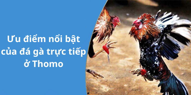 Ưu điểm nổi bật của đá gà trực tiếp ở Thomo